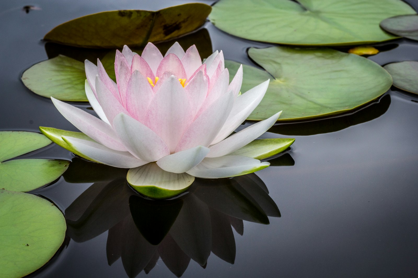 Lotus flower symbolising chakra healing in Noida